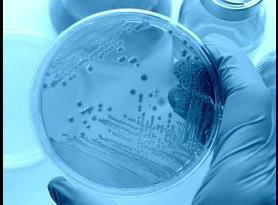 Antimicrobial testing